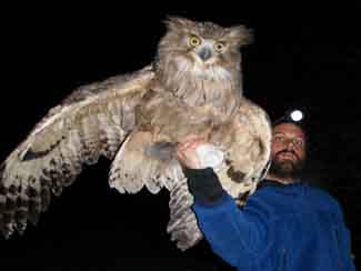 big owl